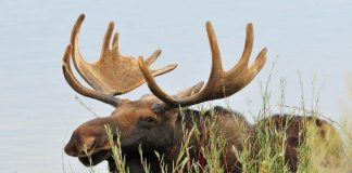 Moose Cheese Goes for $300 a Pound Moose Cheese Goes