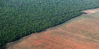 Brazil is Losing it’s Rainforest Rapidly brazil