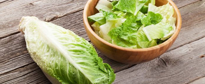 Romaine Lettuce