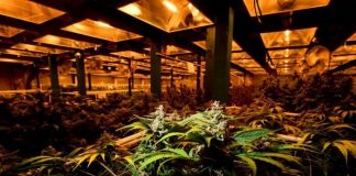 CBS Is Fake AF For Rejecting Medical Marijuana AD CBS Is Fake AF For Rejecting Medical Marijuana AD