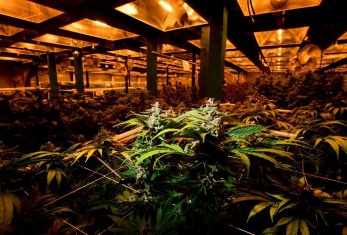 CBS Is Fake AF For Rejecting Medical Marijuana AD