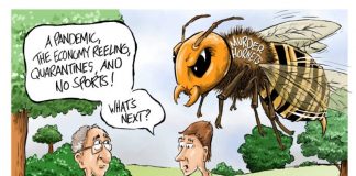 Murder Hornets Trending On The Internet Murder Hornets Trending