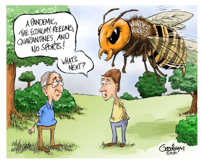 Murder Hornets Trending