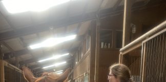 Equine Therapy: A New Hope For Mental Health Treatment Equine Therapy: A New Hope For Mental Health Treatment