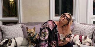 Thieves Shoot Lady Gaga’s Dogwalker, Steal 2 Of Her Dogs Lady Gaga Dogs