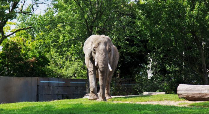 San Diego Zoo Elephant