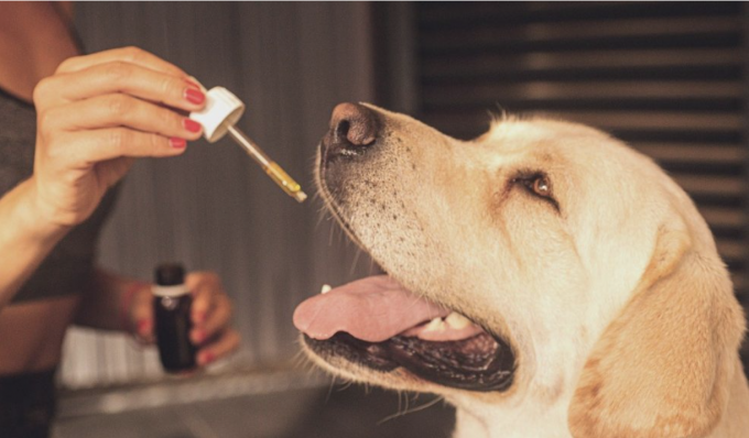 Where To Buy CBD Oil For Dogs