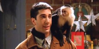 David Schwimmer Did Not Like Marcel The Monkey DAVID SCHWIMME
