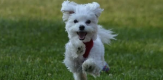 5 Things To Keep In Mind Before Buying A Maltese Dog Maltese Dog