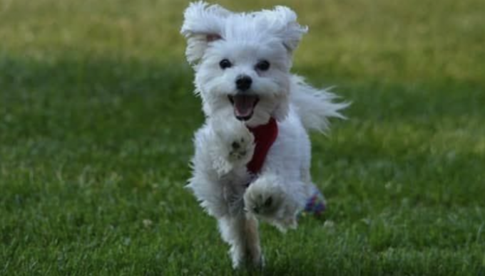 5  Things To Keep In Mind Before Buying A Maltese Dog