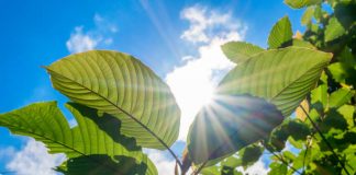Read This Premium Indo Kratom Review Before You Purchase It Kratom (Mitragyna speciosa) green Is a type of drug
