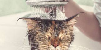 Five Amazing Tips to Relieve Your Pets’ Stress Cat bath. Wet cat. Girl washes cat in the bath