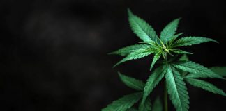 Here Are The Top 5 Facts About Delta O Marijuana leaves