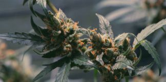 What Are The Strongest Delta THC Flowers? Shot of marijuana called Blue Dream growing in a grow room