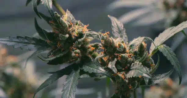 Shot of marijuana called Blue Dream growing in a grow room