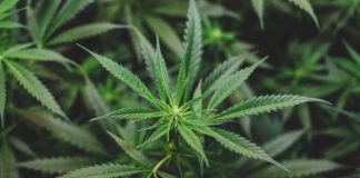Five Facts About Marijuana From Around The World MARIJUANA