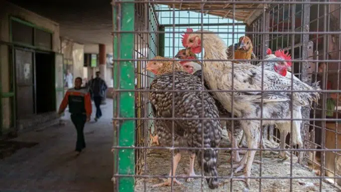 Why Egypt is asking people to eat chicken feet