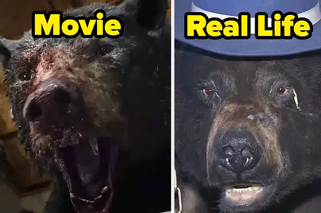 “Cocaine Bear” Is Actually Based On A True Story — Here’s What Happened