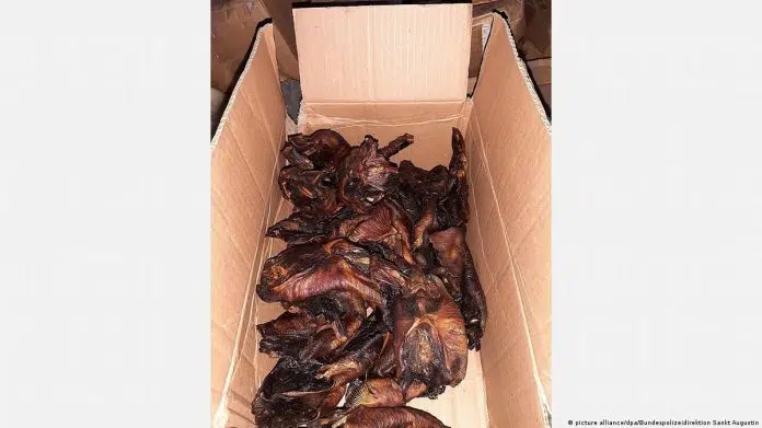 German Officials Seize Cooked Bats and Unrefrigerated Fish: A Cautionary Tale on Food Safety