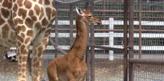 USA Zoo Welcomes World’s Only Spotless Giraffe Rare Giraffe