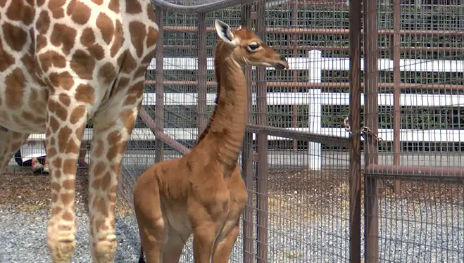 Rare Giraffe