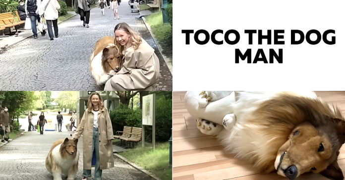 toco the human dog