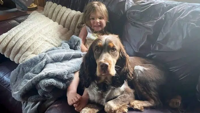 Brave Dog Saves Missing Child During Woodland Nap