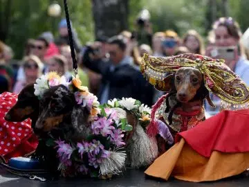 Dog dressed up for the annual Dachshunds Parade in Saint Petersburg.
