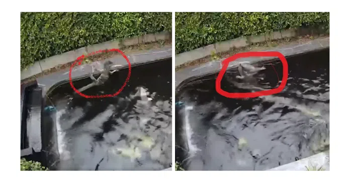 Man Finds Snake in Pocket After Wading Through Dried-Up Pond