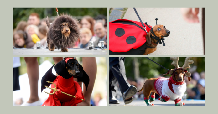 Sausagedog Parade St Petersburg