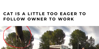 Clingy Cat Won’t Stop Following Owner to Work cat eager to follow owner
