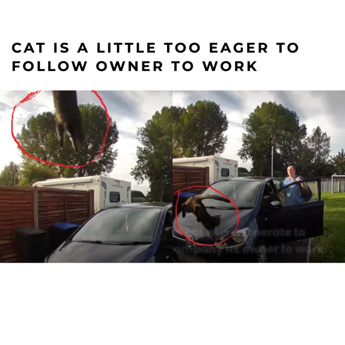 cat eager to follow owner