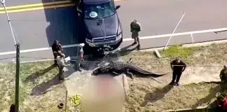Woman’s Body Found in Jaws of 13-Foot Florida Alligator Woman's body found in Florida alligator attack victim incident