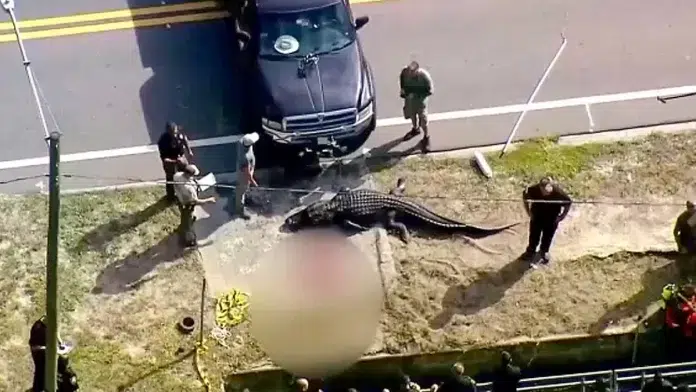 Woman's body found in Florida alligator attack victim incident