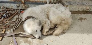 Buba’s Journey from Abuse to Hope Buba's Journey from Abuse to Hope