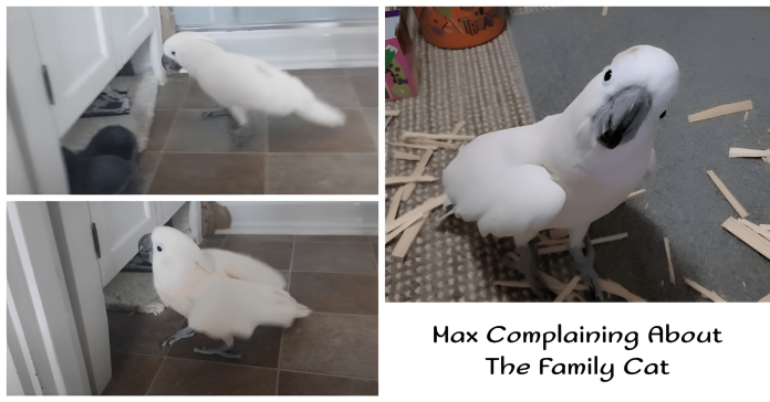 Parrot funny video