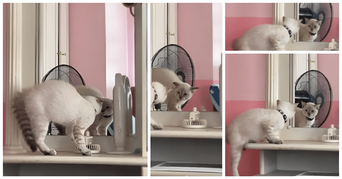 Curious cat
