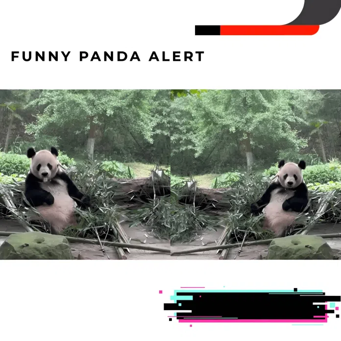Funny panda moment
