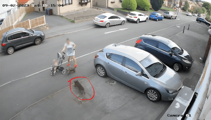 Mum protects daughter from dog attack