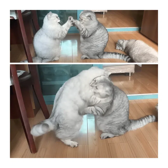 adorable cat fight