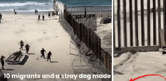 Migrants and Stray Dog Run Across US-Mexico Border in Viral Video US-Mexico Border Run