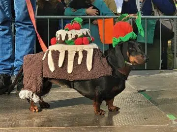 Dog wearing funny constume