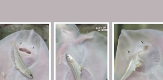 Watch This Adorable Thornback Ray Struggle to Eat: It’s Too Cute Not to Watch! adorable Thornback Ray