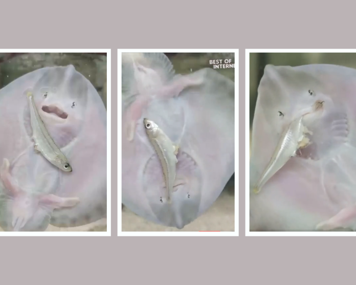 adorable Thornback Ray