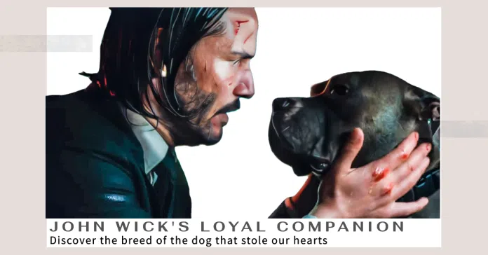 John Wick's Dog: What Breed Is It and Why Is It So Important?