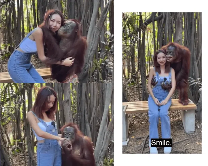 Orangutan posing for pictures