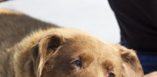 Bobi the Dog: How Did This Portuguese Pup Live to Be 31 Years Old? Longest living dog in the world