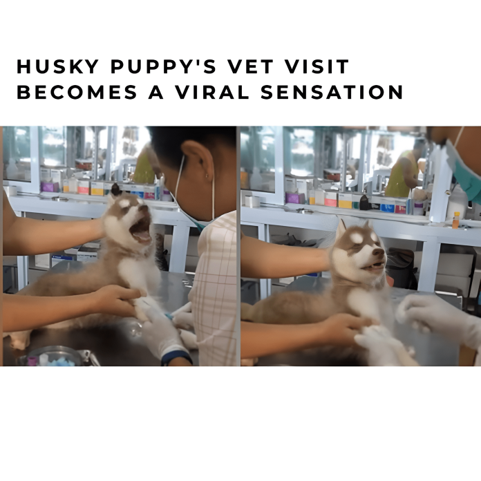 Puppy's reaction to vaccination