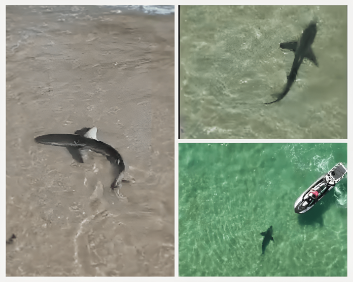 Shark encounter in shallow waters