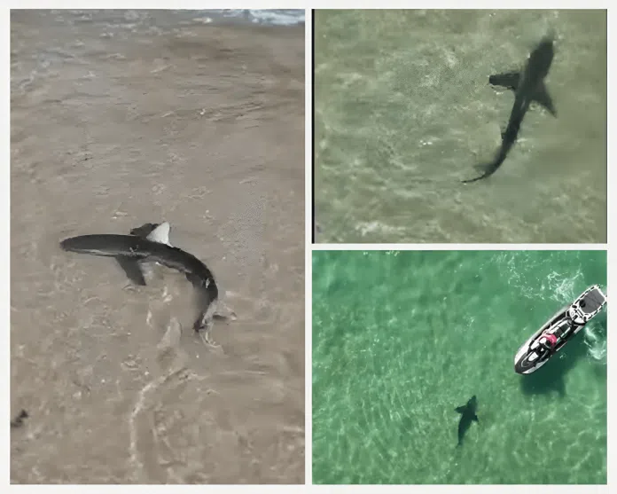 Shark encounter in shallow waters